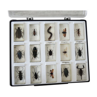 Old collection of 15 insects in inclusion