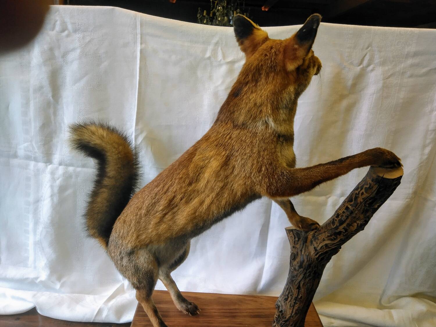 Stuffed fox taxidermy