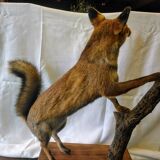Stuffed fox taxidermy