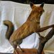 Stuffed fox taxidermy