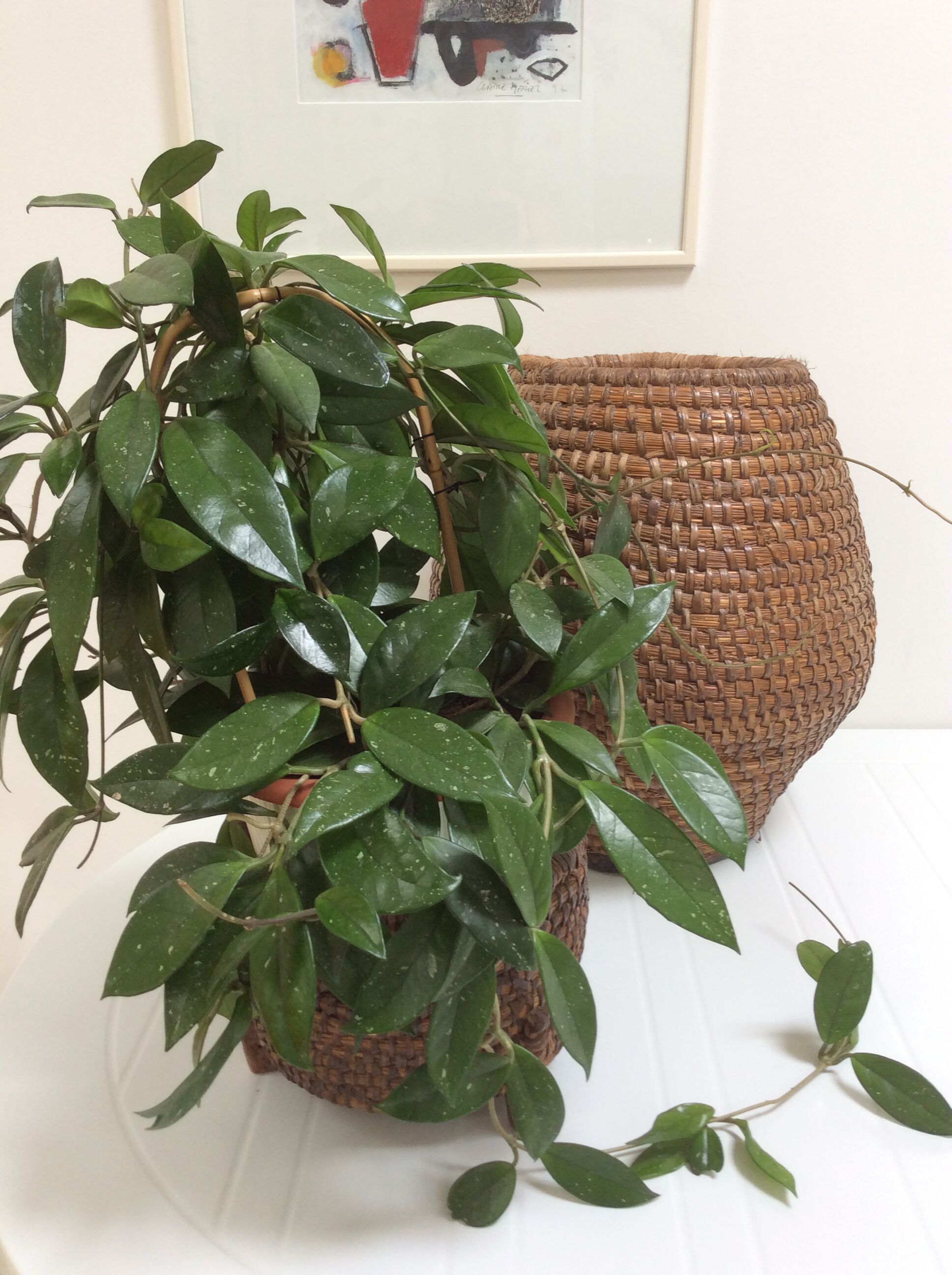 Former basket straw - charente trash walk