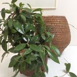 Former basket straw - charente trash walk