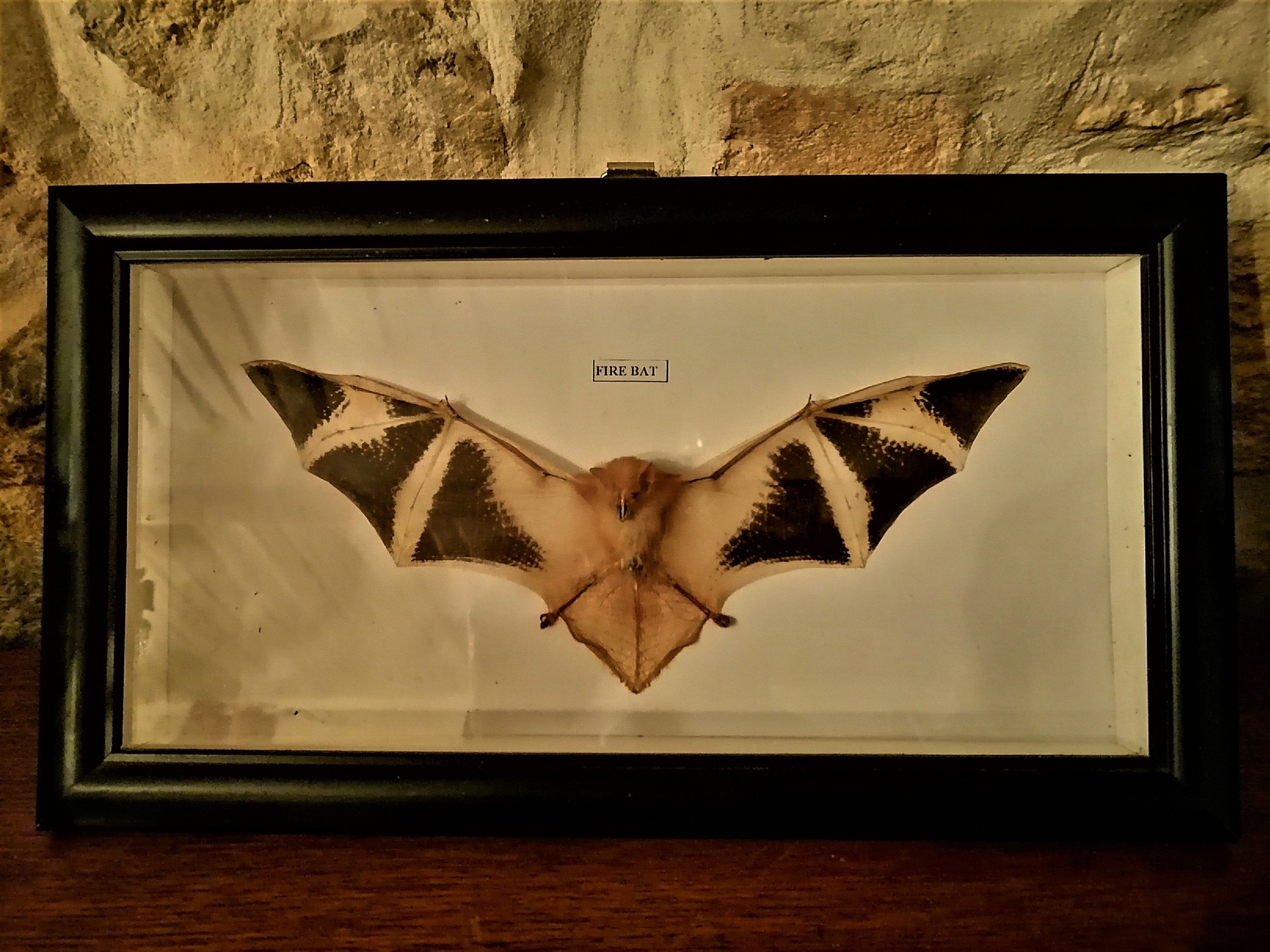 Curiosity, taxidermy, entomology, stuffed bat