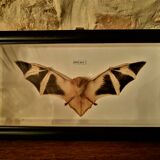 Curiosity, taxidermy, entomology, stuffed bat