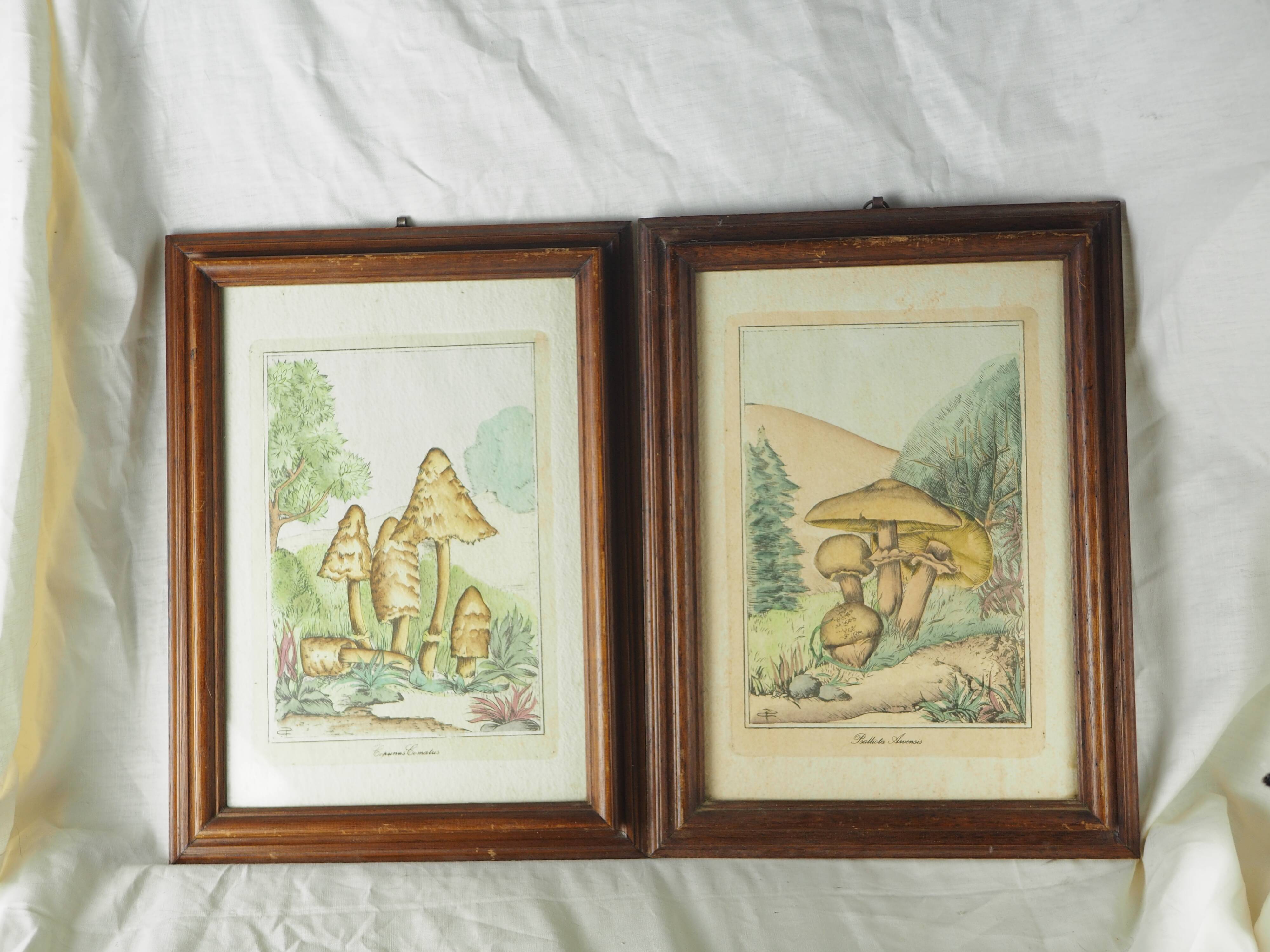 Pair of colorized mycological lithographs - Coprinus comatus, Psalliotta arvensis - 70s