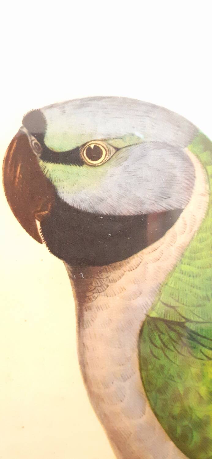 Vintage J.Gould color lithograph