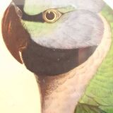 Vintage J.Gould color lithograph