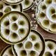 Vintage oyster service Moulin des Loups