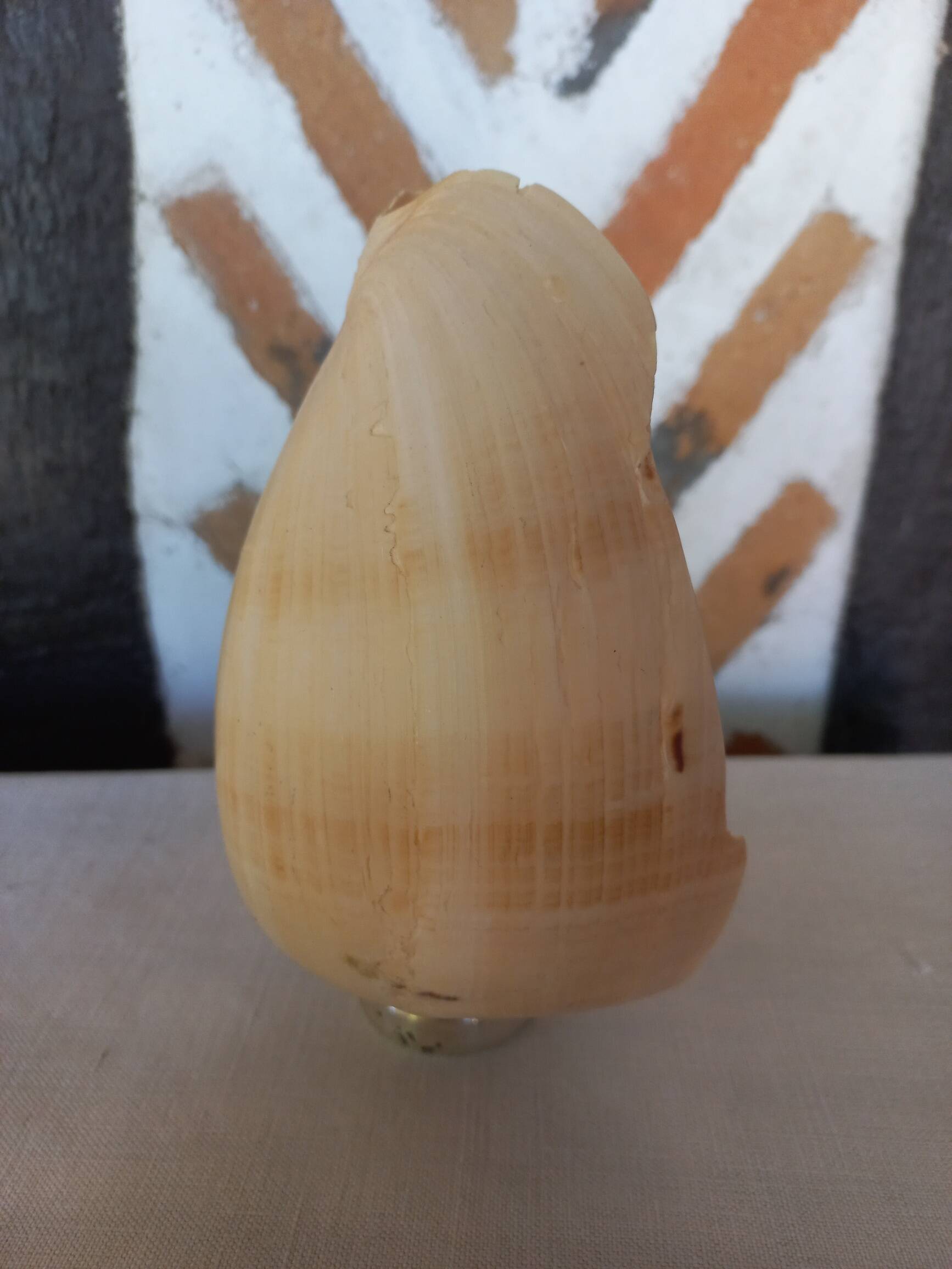 Melo Diadema shell mounted on base