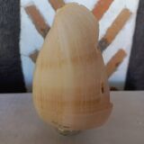 Melo Diadema shell mounted on base