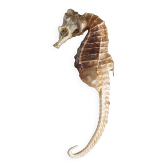 Natural ancient seahorse 1