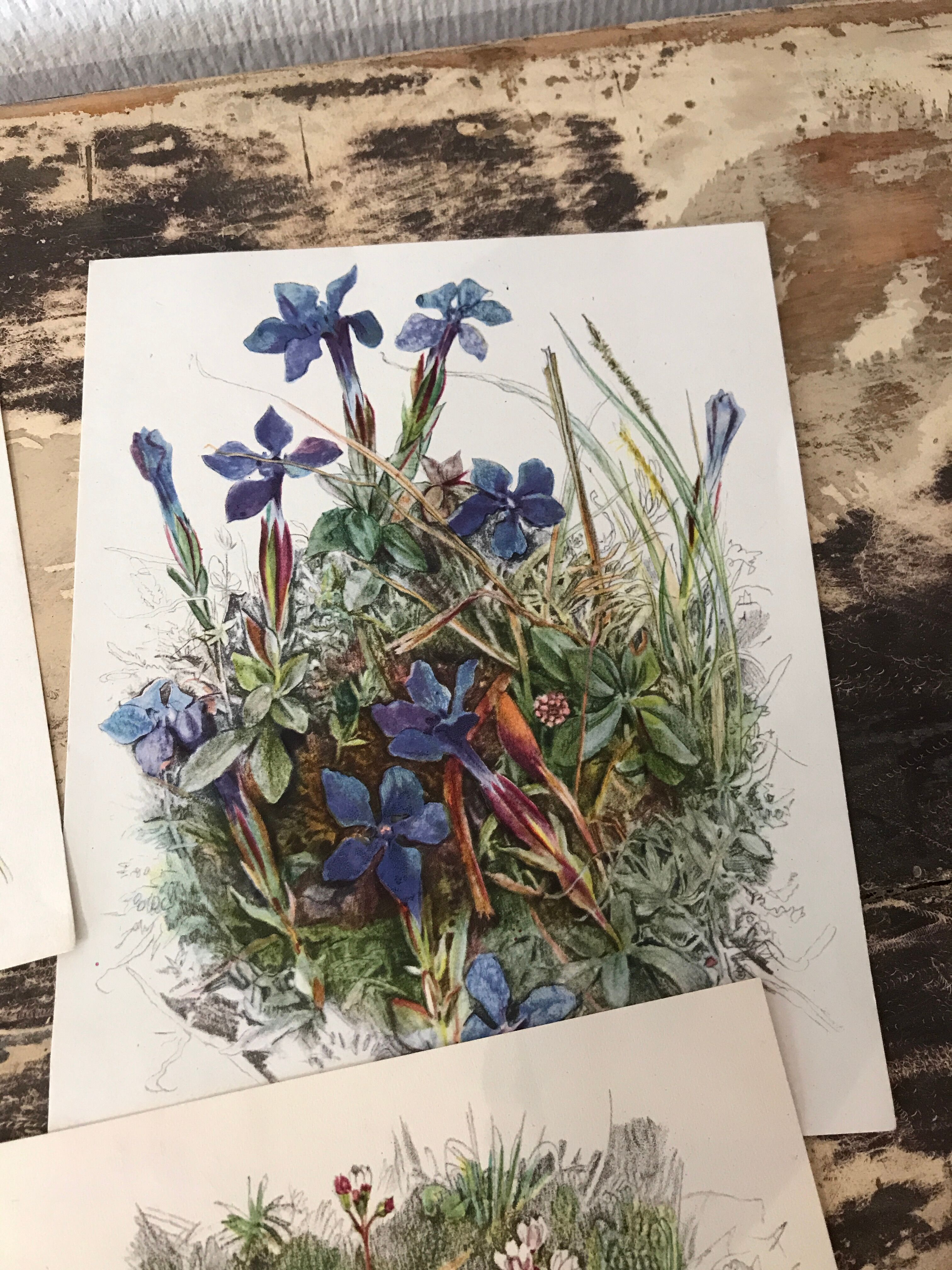 Ancient botanical illustration