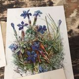 Ancient botanical illustration