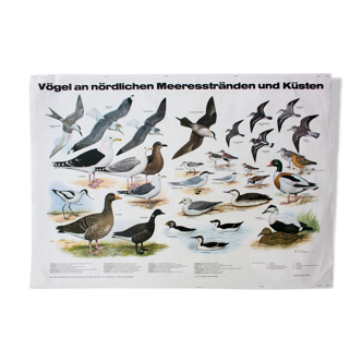 Affiche pédagogique oiseaux 1959