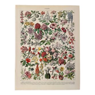 Lithograph on flowers (trees and shrubs) - 1920