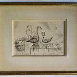 Engraving " flamands de camargue " 1950's
