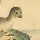 Planche zoologique originale " Phoque & Morse " Buffon 1840