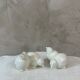 Paire de poussins Art Deco