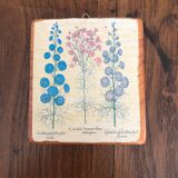 10 "herbarium" frames