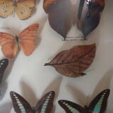 Naturalized butterflies, 1960/70 collection