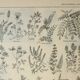 Old engraving 1922, Honey plants, flowers, foraging • Lithograph, Original plate