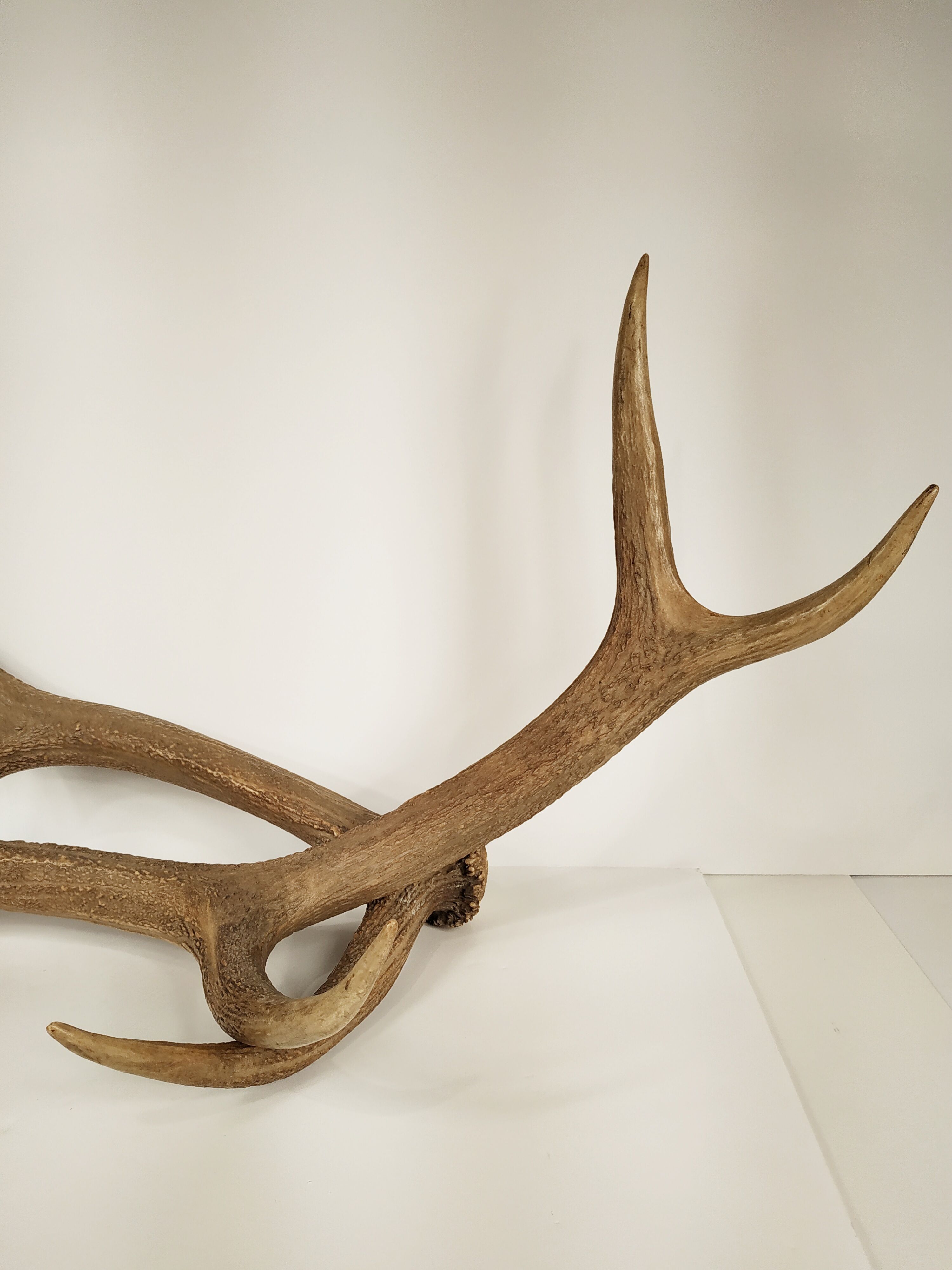 Pair of deer antlers - vintage 1960-70