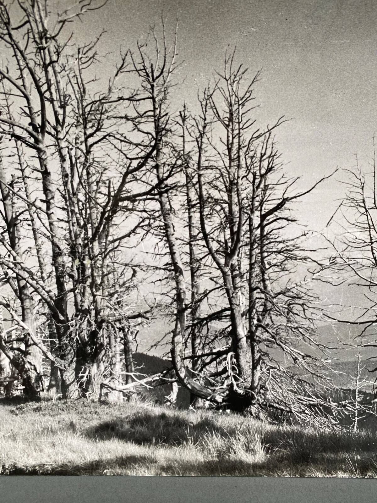 Analog photography by Bernard Darot, Skeletons Club of Nantes