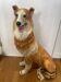 Sculpture chien colley
