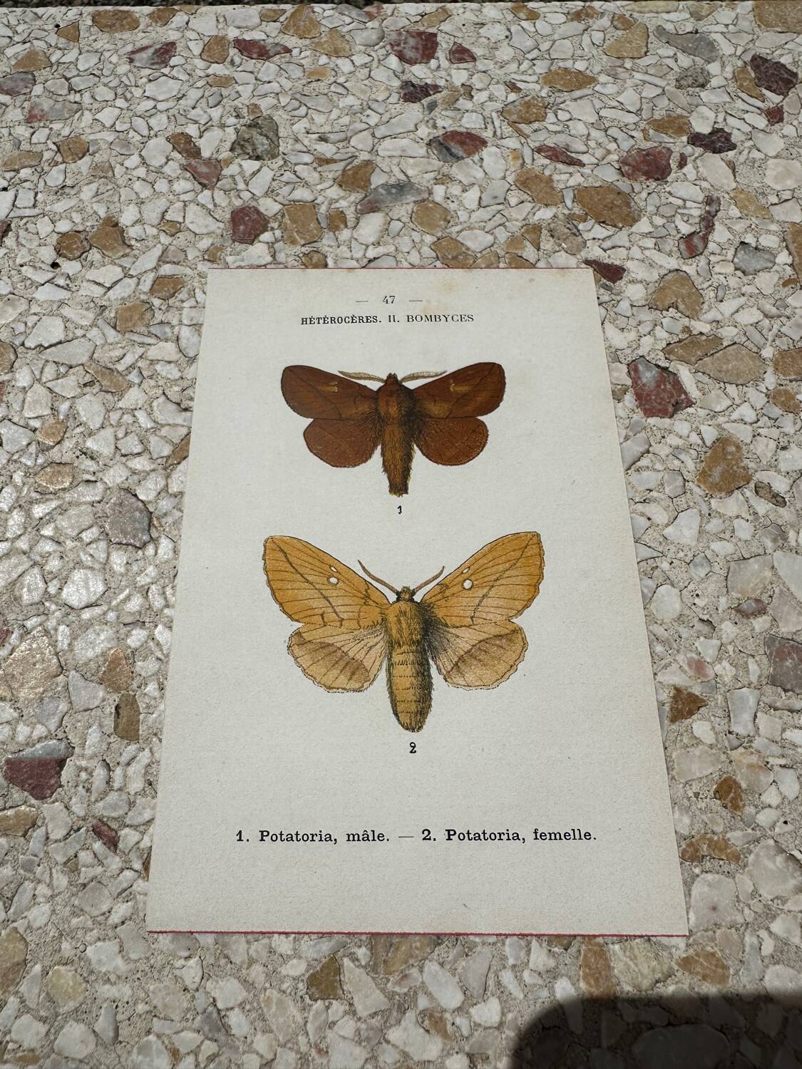 Botanical plate engraving naturalizes old old butterfly 1903