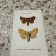 Botanical plate engraving naturalizes old old butterfly 1903