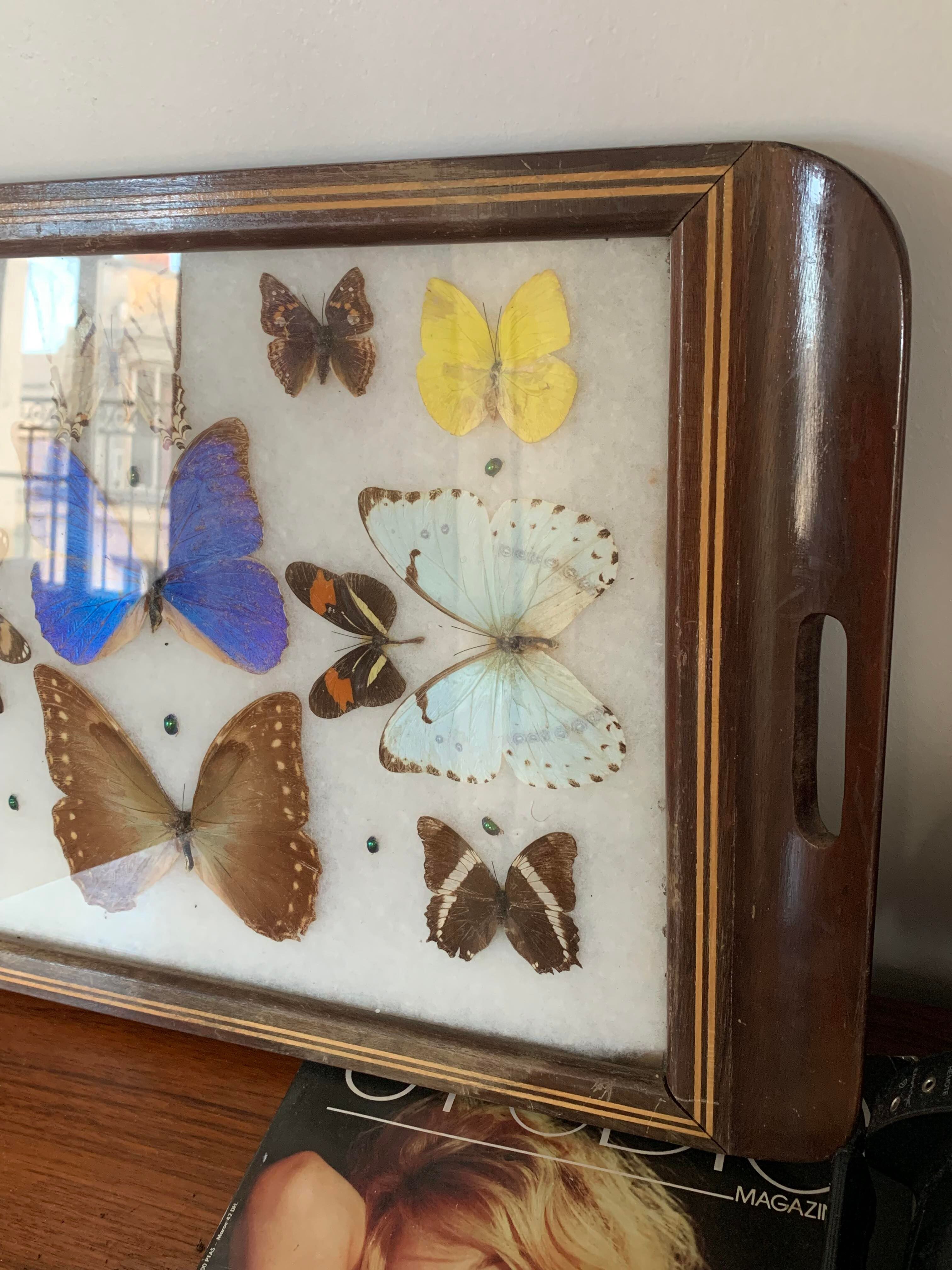 Butterfly tray stuffed under glass