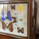 Butterfly tray stuffed under glass