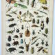 Engraving • Insects, entomology 1 • Original and vintage poster from 1898