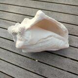 Conch shell