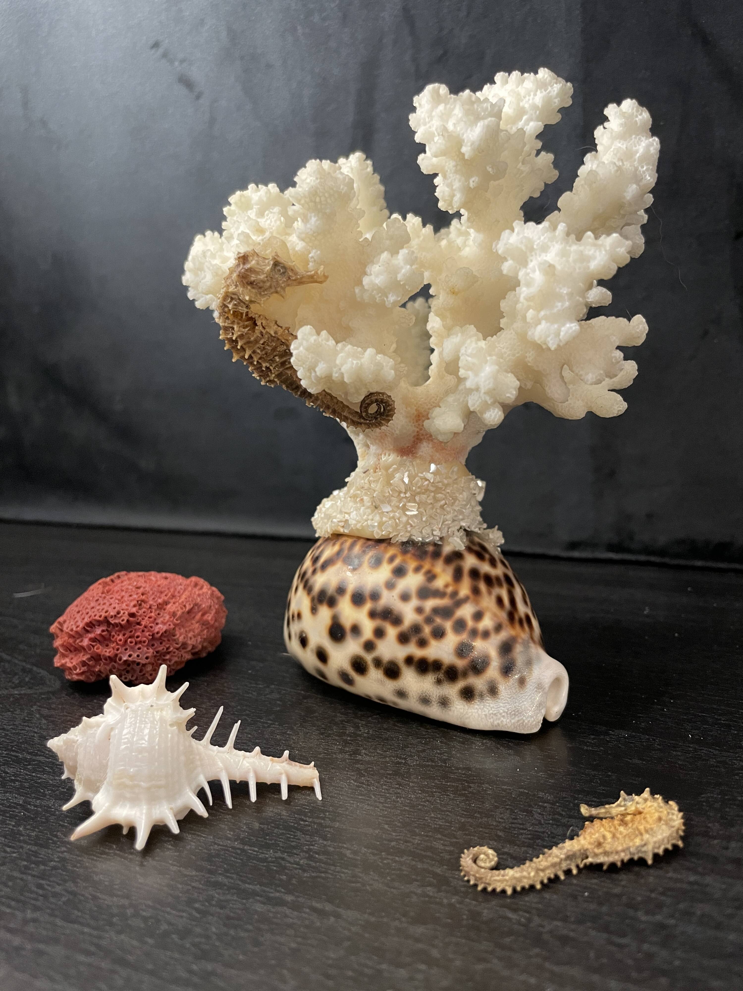 Marine curiosities (coral, seahorses, shells)