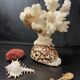 Marine curiosities (coral, seahorses, shells)