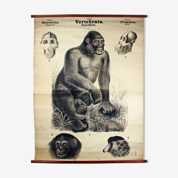 Displays educational primates, apes, 1885