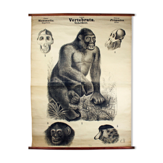 Affiche pédagogique primates, singes, 1885