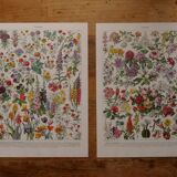 Lot of lithographs on flowers, trees, medicinal plants, fruits and the orchard