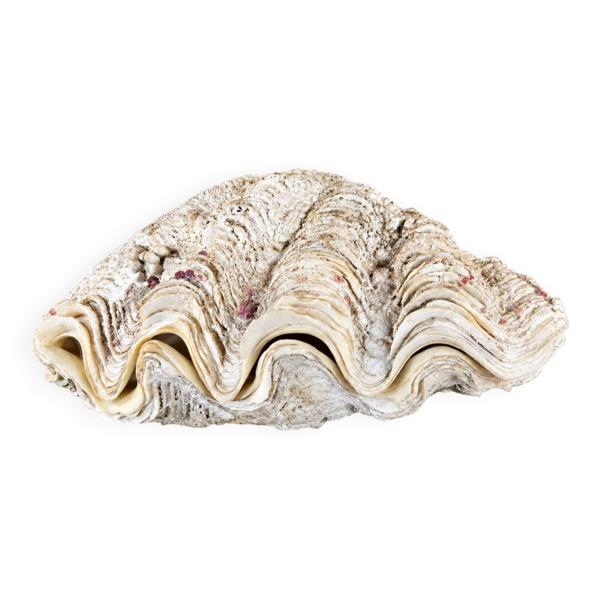 Natural two-valve scallop shell – Curiosity cabinet – 22 cm