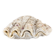 Natural two-valve scallop shell – Curiosity cabinet – 22 cm
