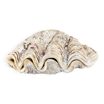 Coquillage bénitier naturel à deux valves – Cabinet de curiosités – 22 cm