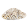 Natural two-valve scallop shell – Curiosity cabinet – 22 cm