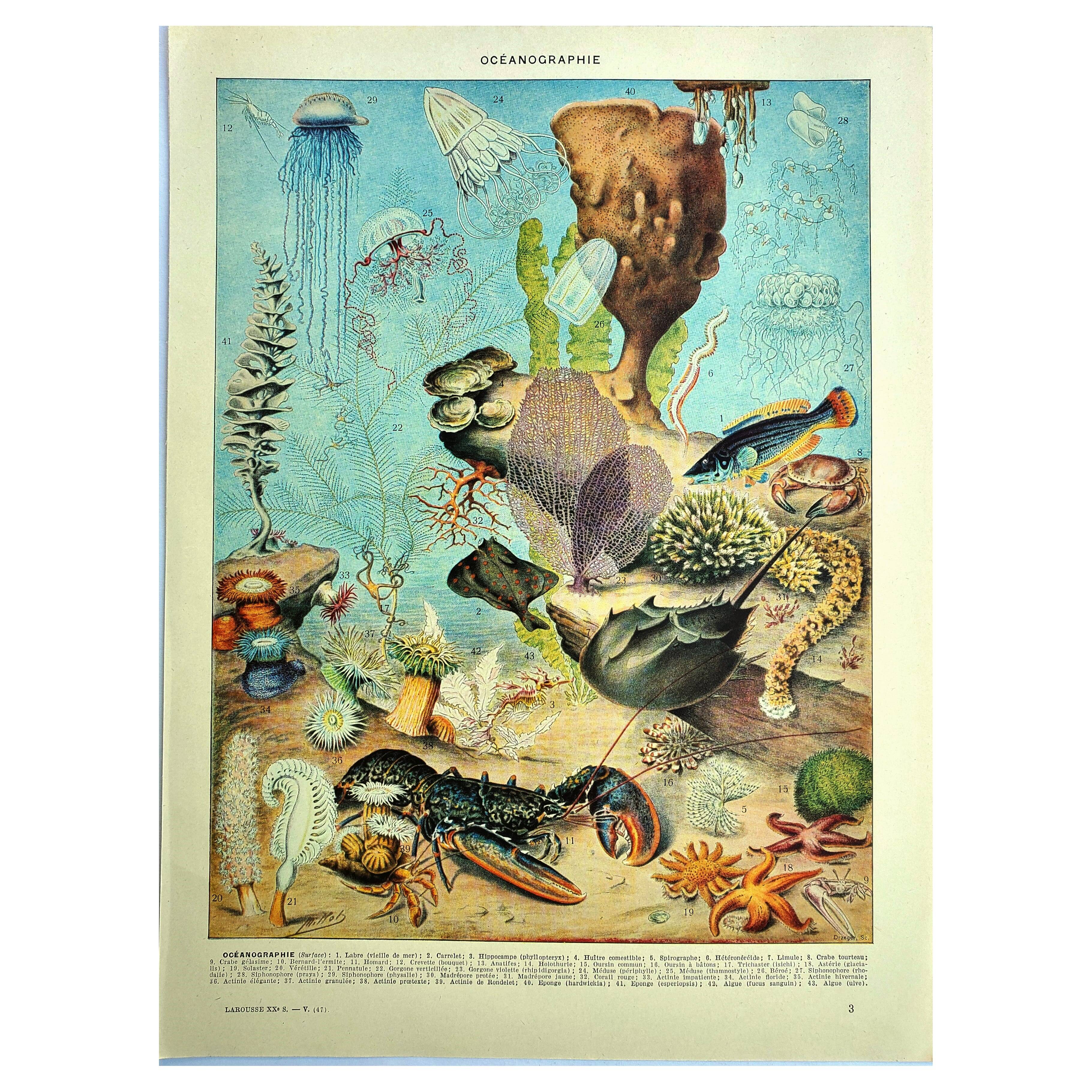 Antique lithograph 1928 A. Millot - Oceanography, marine fauna and flora