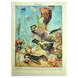 Lithographie ancienne 1928 A. Millot - Océanographie, faune et flore marine
