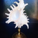 Cabinet of Curiosities 34cm shell on bronze base