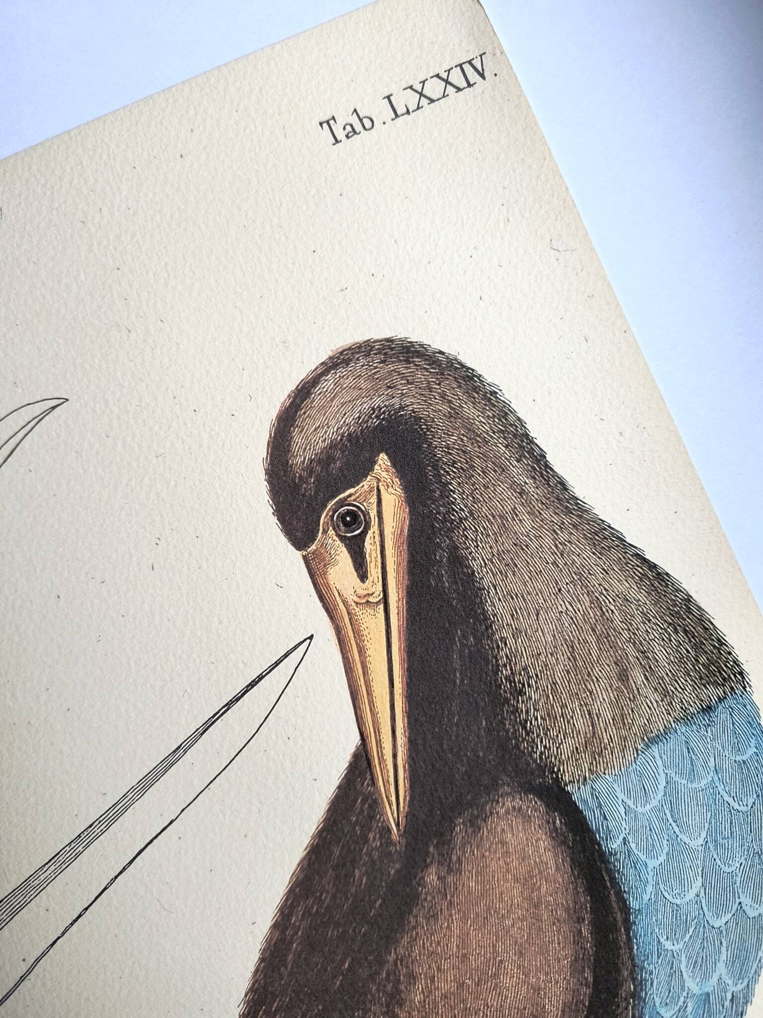 Antique bird engraving - The Fool - Zoological plate by Seligmann & Catesby