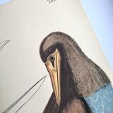 Antique bird engraving - The Fool - Zoological plate by Seligmann & Catesby