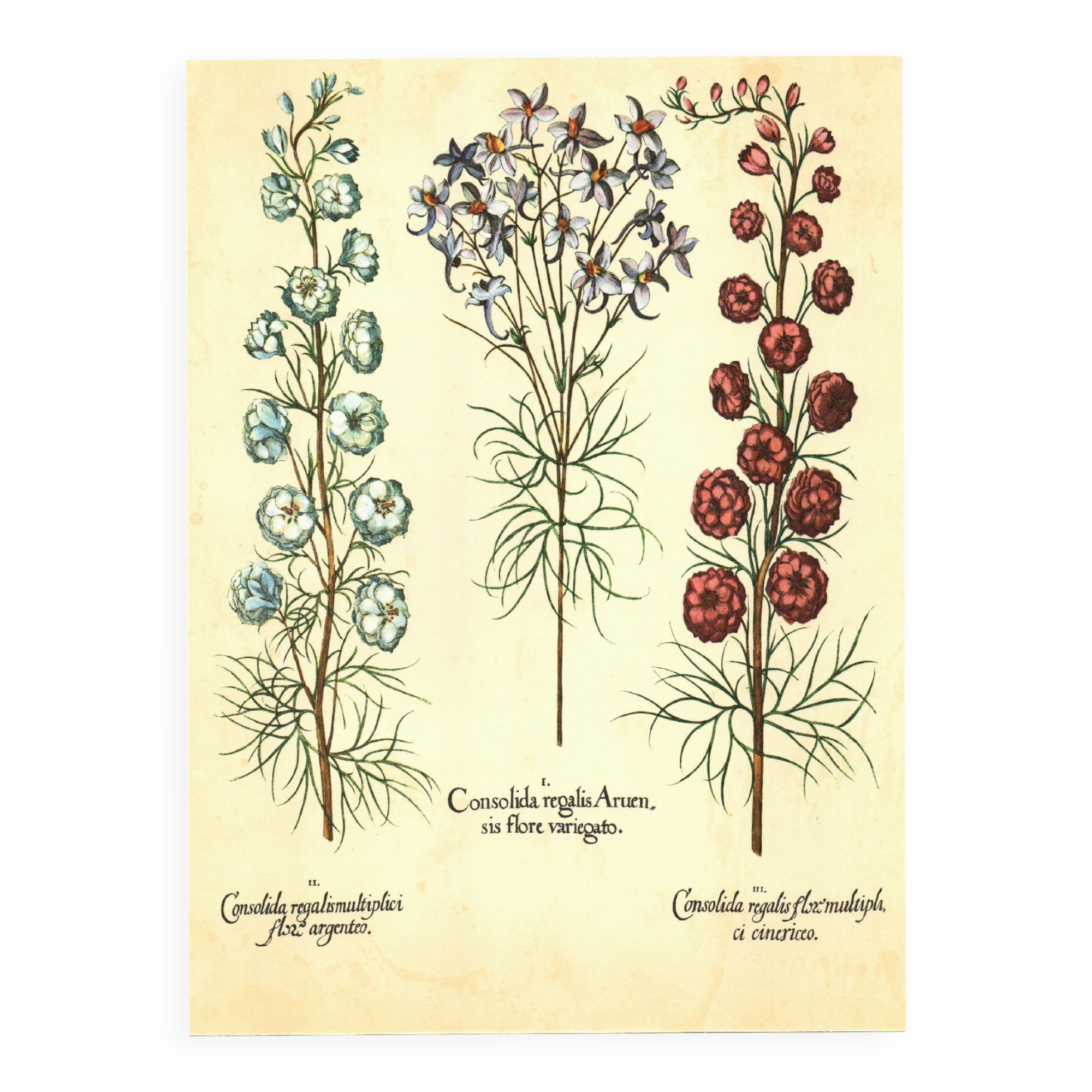 Old illustration 1959 - Maryland Spigelia. Botanical plate, flower.