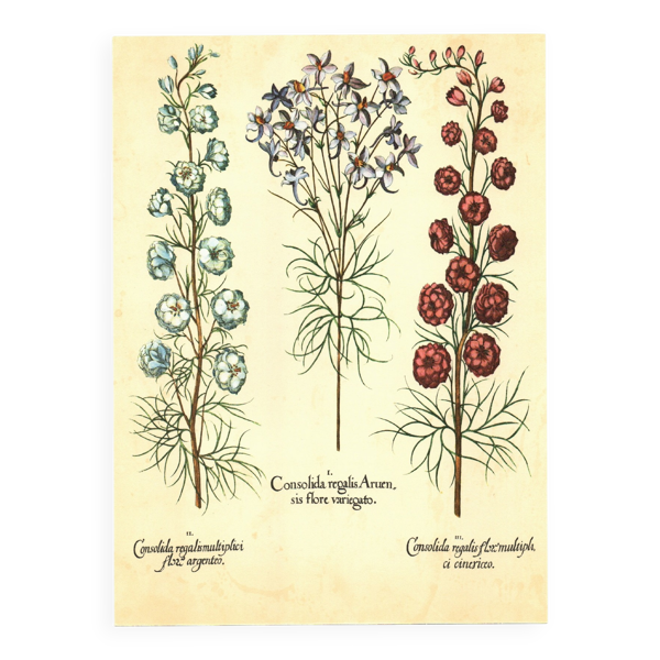 Illustration ancienne 1959 - Spigélie du Maryland. Planche botanique, fleur — Beyit